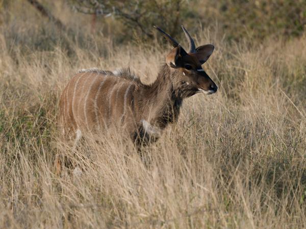 <h3><a href="/trips/safari/biota/animalia/chordata/mammalia/artiodactyla/bovidae/tragelaphus angasii/tragelaphus angasii-nl.html">Tragelaphus&nbsp;angasii</a> / Nyala / Nyala</h3>OM-1 Mark II met OLYMPUS M.150-400mm F4.5, 1/2000 sec  bij F4.5, ISO 500, afstand 26.5&nbsp;m